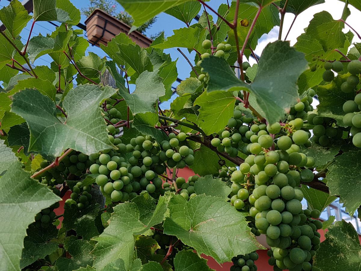 Agriturismo Frascje Dai Spadons Villa Pradamano Екстериор снимка